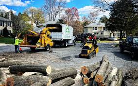 Best Tree Health Inspection  in Rogersville, MO