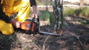 Best Tree Disease Treatment  in Rogersville, MO