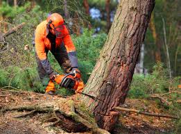 Best Lot and Land Clearing  in Rogersville, MO