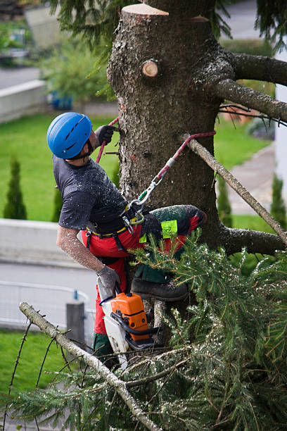 Best Utility Line Clearance  in Rogersville, MO