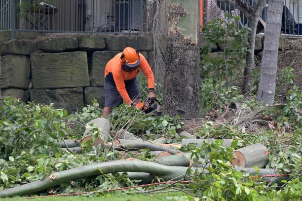 Best Emergency Tree Removal  in Rogersville, MO