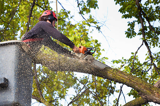 Best Arborist Consultation Services  in Rogersville, MO