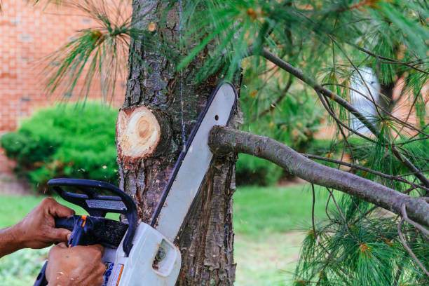 Best Tree Maintenance Programs  in Rogersville, MO